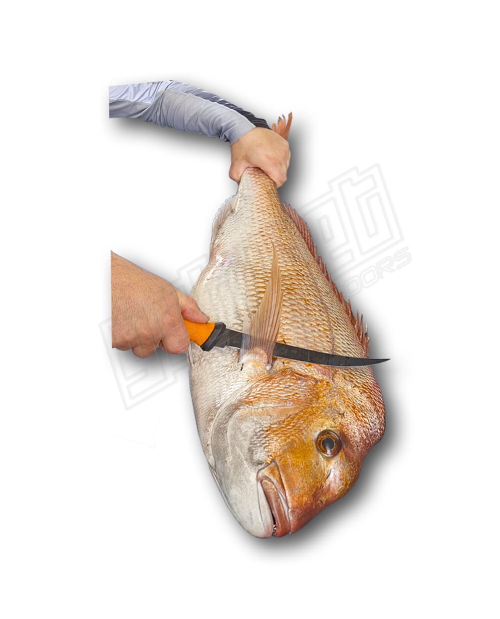 5 Piece Knife And 50kg Scale Kit